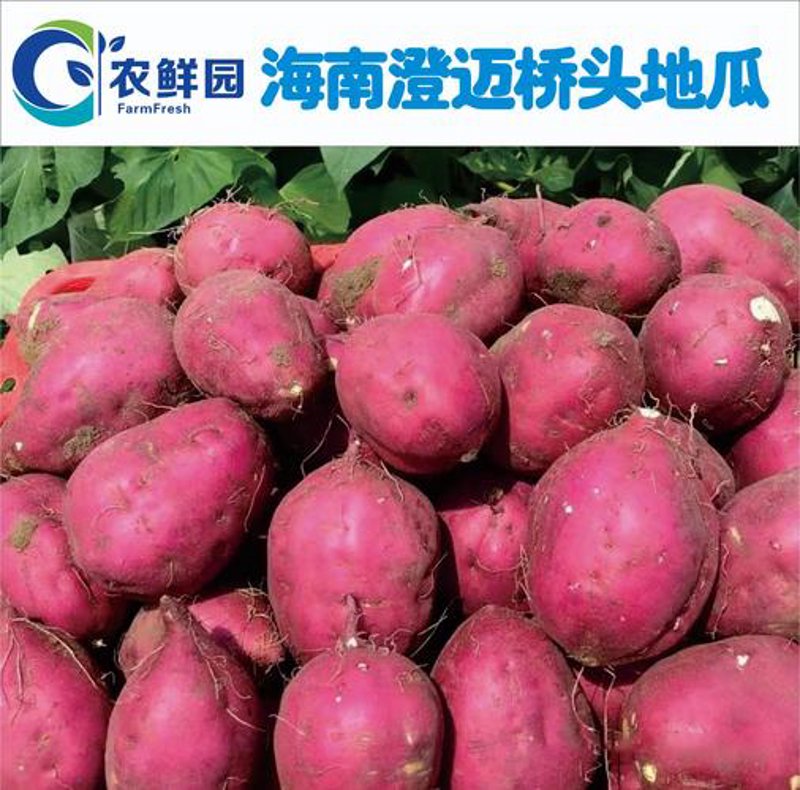 如何选购优质海南农产品？一份实用的批发指南