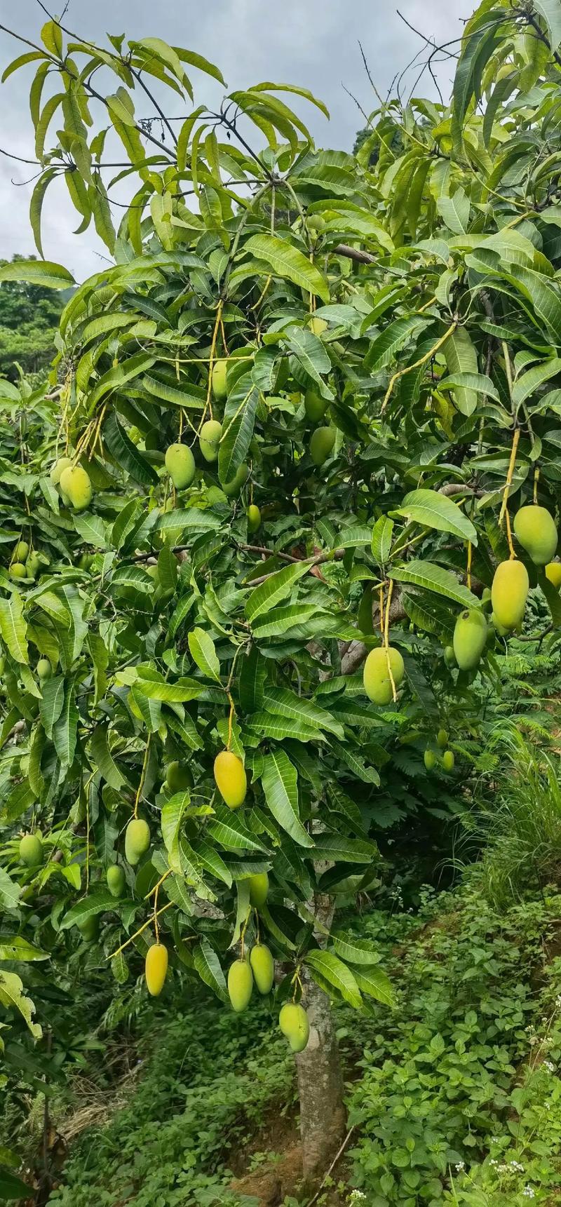 热带水果飘香 澄迈水果批发引领潮流