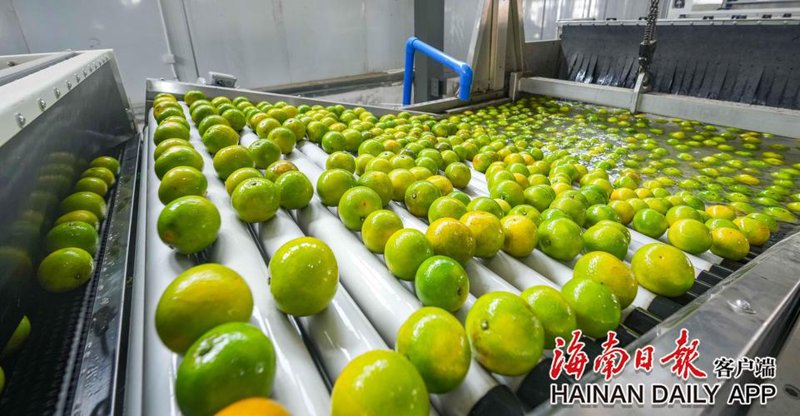 福橙批发
